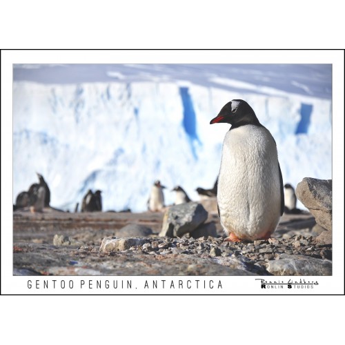 http://store.ronlinstudios.se/14-71-thickbox/gentoo-penguin-in-antarctica.jpg