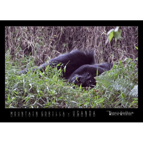 http://store.ronlinstudios.se/23-90-thickbox/gorillainthemist.jpg