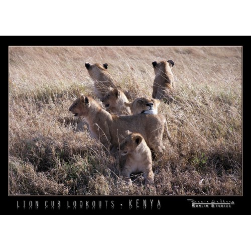http://store.ronlinstudios.se/27-98-thickbox/lion-cub-lookout.jpg