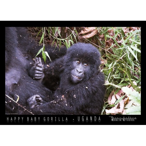 http://store.ronlinstudios.se/29-103-thickbox/happy-baby-gorilla.jpg