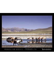 Mongolian  Horses