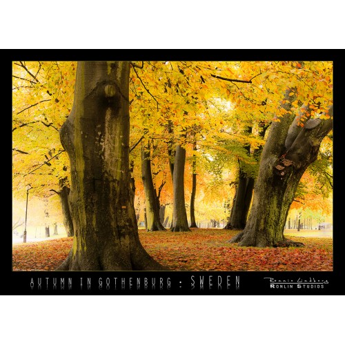 http://store.ronlinstudios.se/37-133-thickbox/autumn-in-gothenburg.jpg