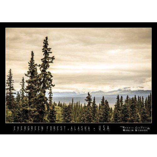 http://store.ronlinstudios.se/41-139-thickbox/woodlands-in-alaska.jpg