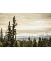 Skogar i Alaska på målarduk