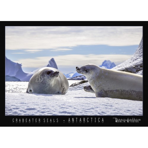 http://store.ronlinstudios.se/42-140-thickbox/crabeater-seals-on-ice-in-antarctica.jpg