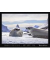 Crabeater Seals relaxing on the ice in Antarctica