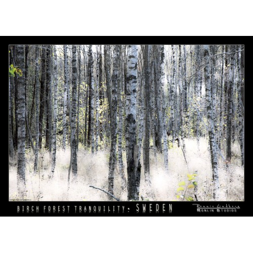 http://store.ronlinstudios.se/47-150-thickbox/birch-forest-tranquility.jpg
